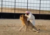 Çılgın Arap Genci Aslanla Güreş Yaptı