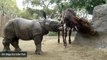 Rhino Calf And African Cow Become Unlikely Companions At San Diego Zoo