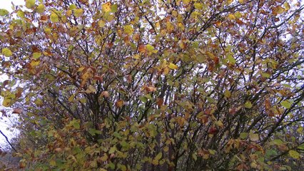 Partez à la découverte de la truffe de Lorraine