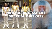 Un babouin ressuscité grâce à «Staying Alive» des Bee Gees