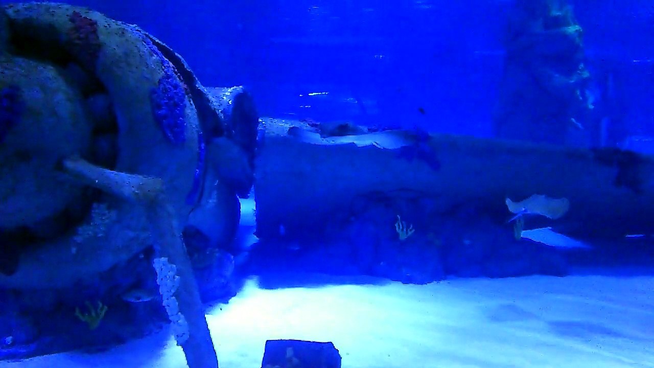 Antalya Aquarium