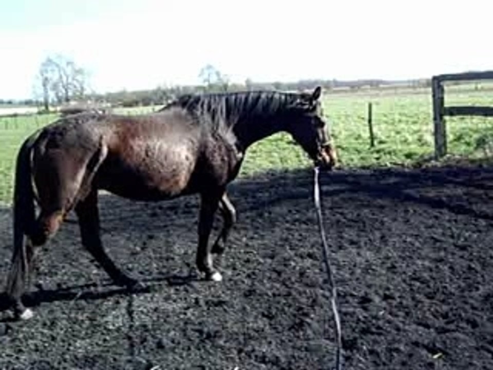 Tomaz pur sang anglais