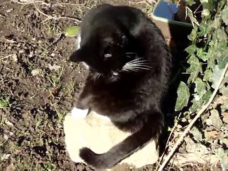Une toilette de Patapon au soleil