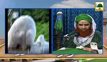 Madani Muzakra - Kainat Ki Har Shay Zikarullah Karti Hai - Maulana Ilyas Qadri