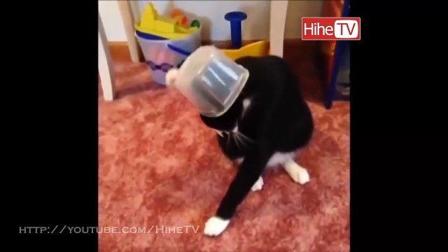 Funny Pets & Animals Vines Compilation 2014 - 2015