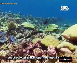 South Pacific 22nd January 2015 Video Watch Online Pt3