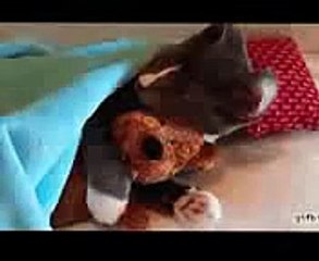 Funny Video 2015 LATEST FUNNY ANIMAL MOMENTS