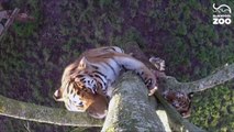British Zoo Cameras Capture Closeup Video of Tigers Feeding, Climbing Trees