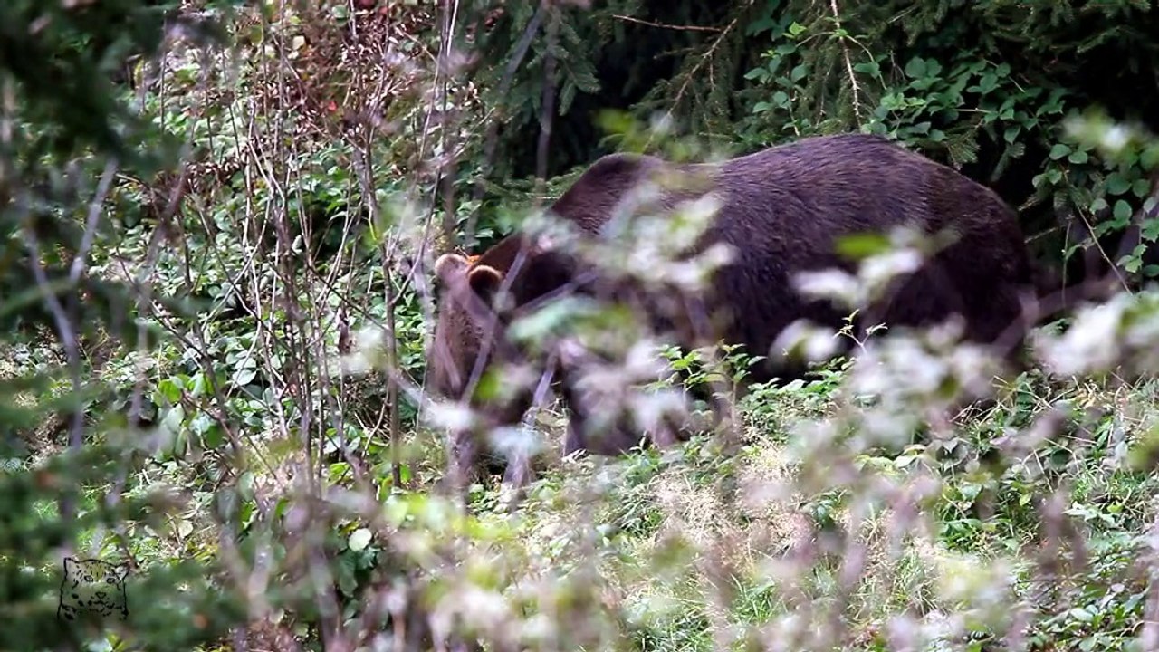 Ours brun