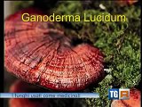 Ganoderma lucidum al tgr veneto