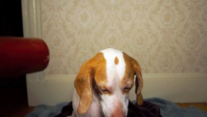 Chiens Vs Sèche Cheveux : Le retour