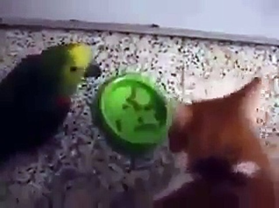 Poor Parrot