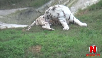 LAHORE ZOO ANIMALS, Nizam TV