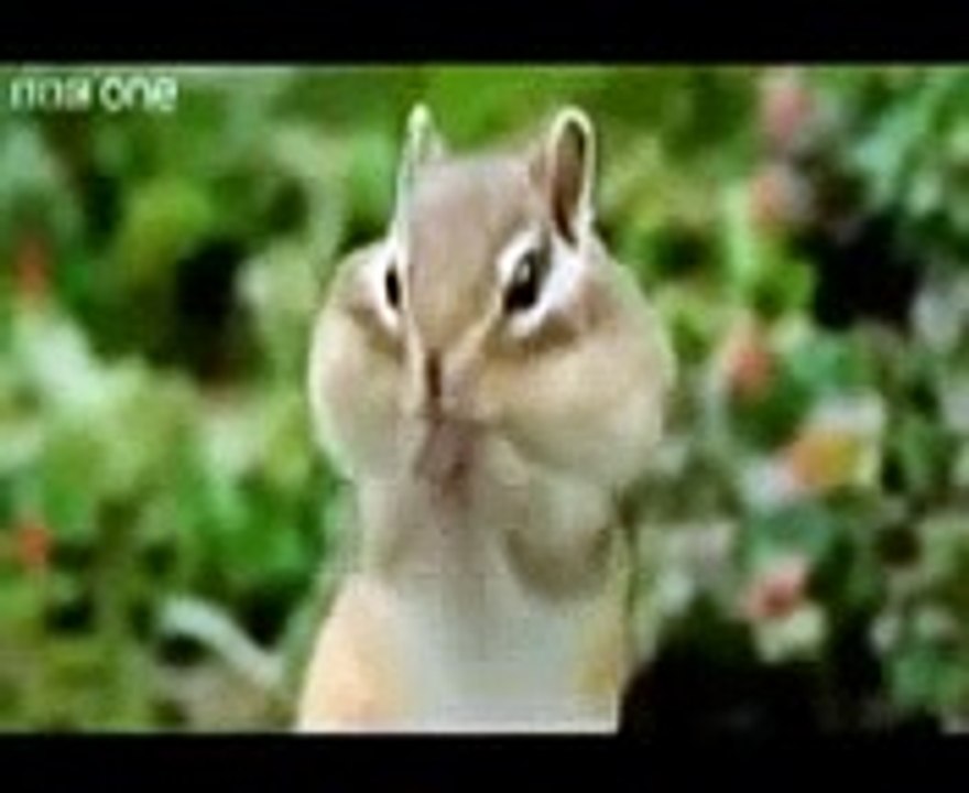 Funny Animals with Punjabi _