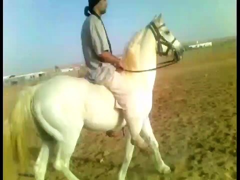 Riding Horses ( Arabian Riding ) gallop videos