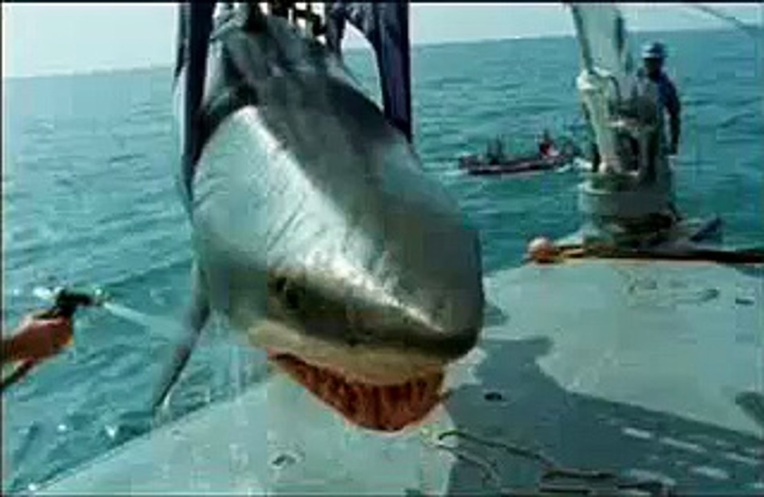 Pub John West (Requin)