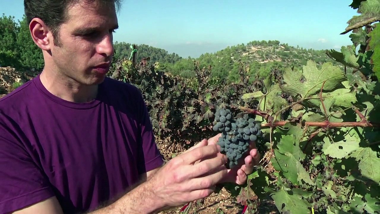 Israels Weinbauern hoffen auf goldene Zukunft