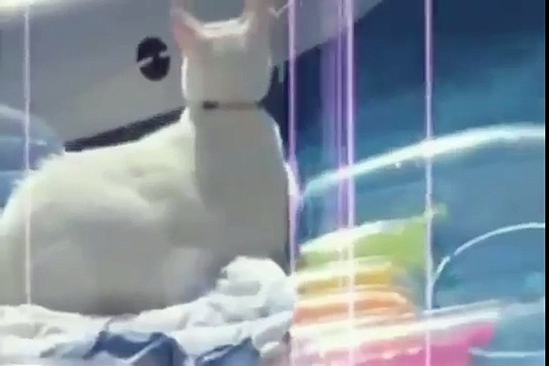 funny cats videos_