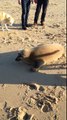 Un phoque fait un calin à un chien au Cap Ferret