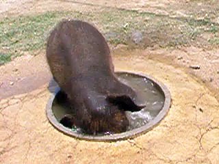 Cute Baby Elephant Plays In a Drinking Basin