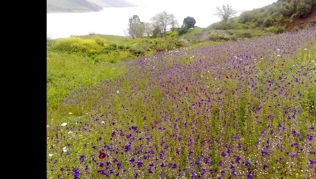 ASLI GURBET HARAP ETMİŞ KÖYÜMÜ..