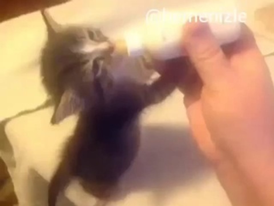 adam olacak kedi
