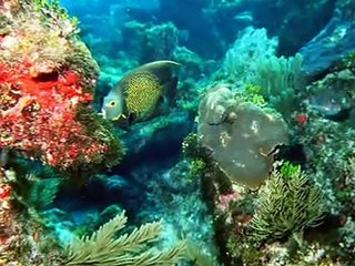 Flora e fauna marinha '' Eles precisam de  Você ''