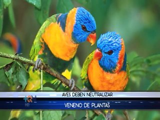 La arcilla se convierte en un aliado para pericos y loros