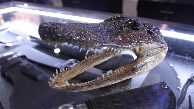 Gerber Gator Series Knives