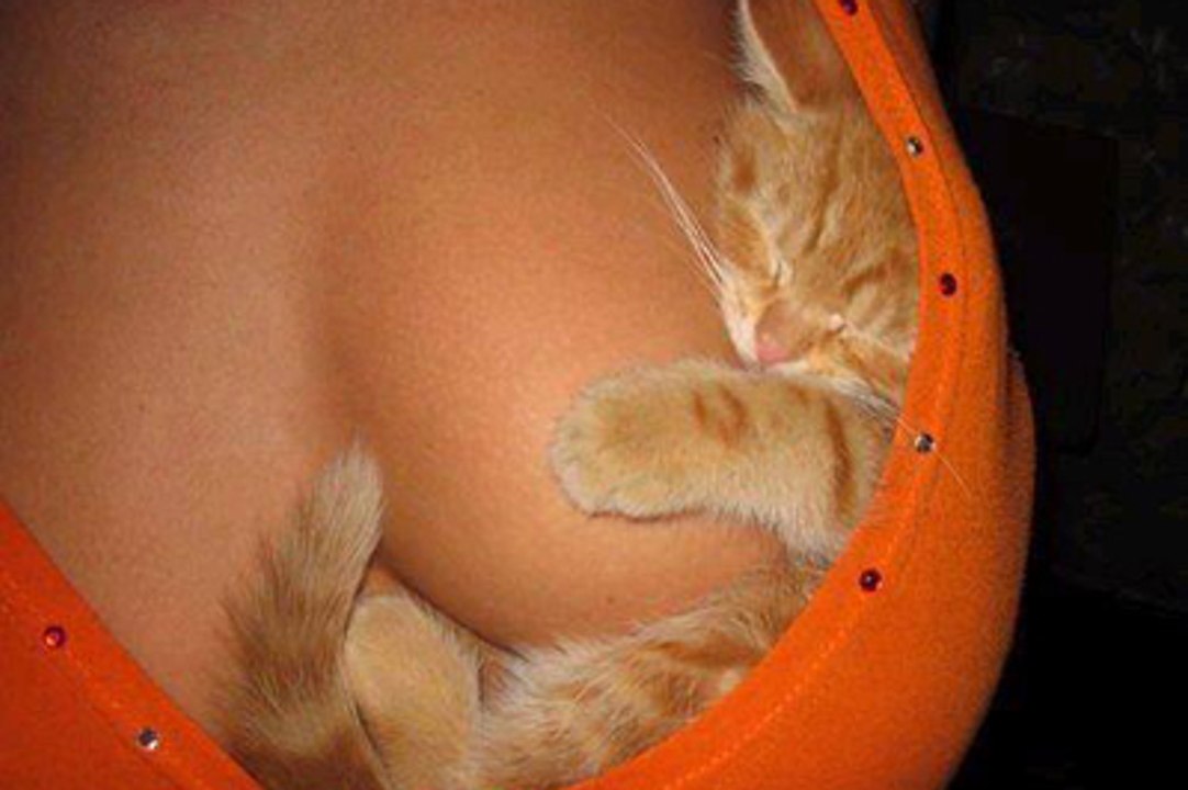 la grande passion des chats
