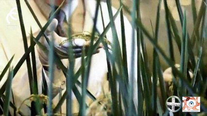 Daniele Rosa: Direttore Comunicazioni di Bayer, fa una  riflessione sul mondo del volontariato