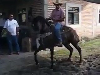 Asombroso: Un Caballo que Baila