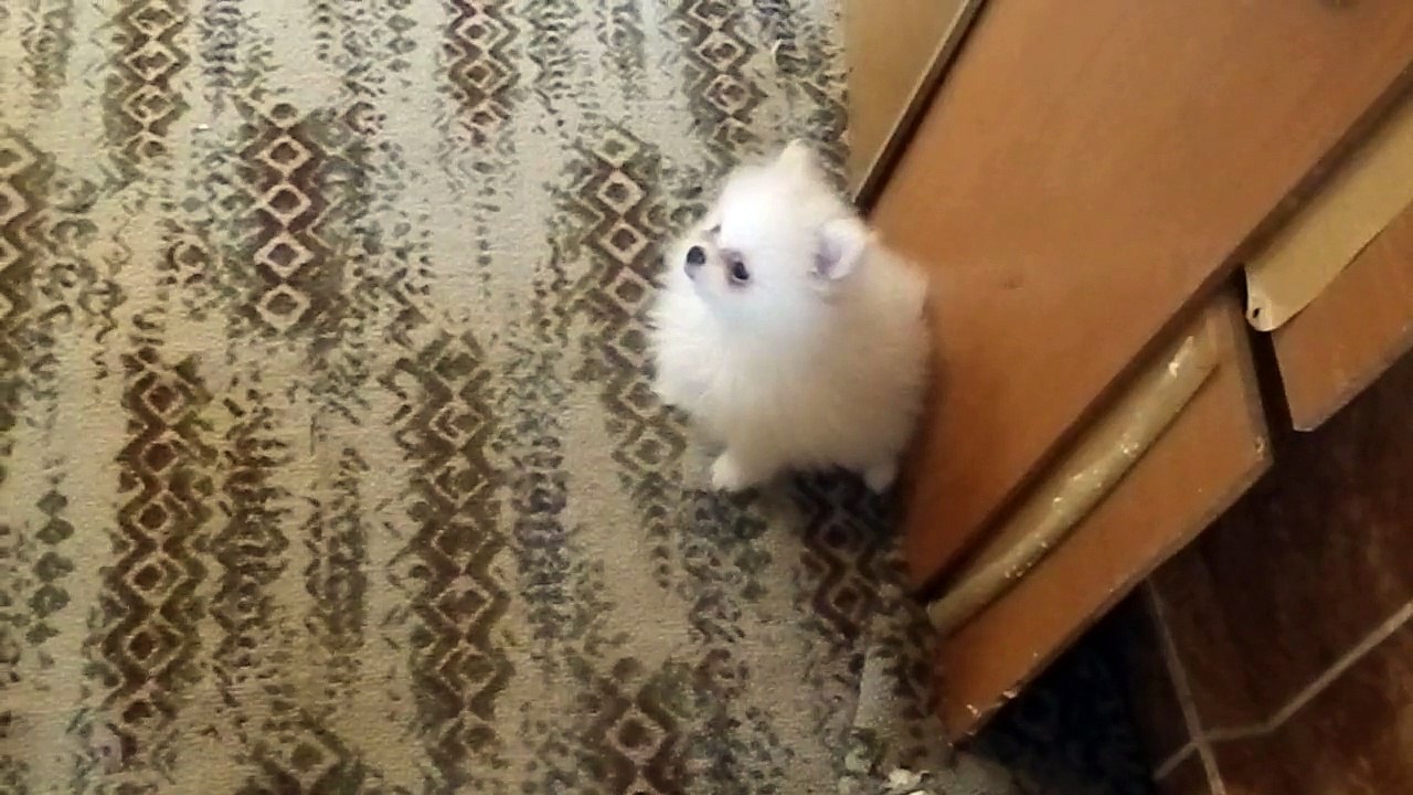 шпиц щенок