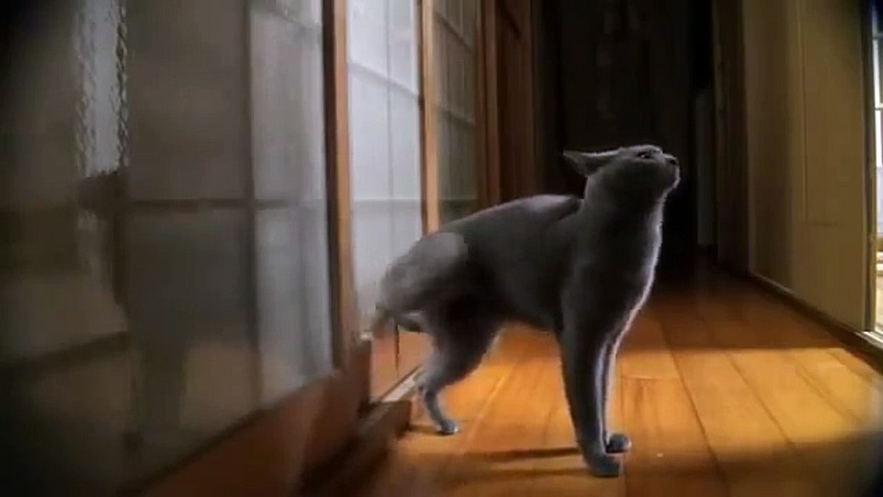 Cat Knocking The Door - FUNNY VIDEO