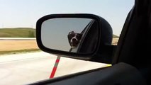Crazy Dog Playing In The Car