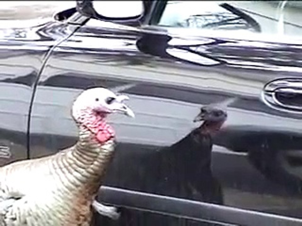 Crazy Turkey - FUNNY VIDEO