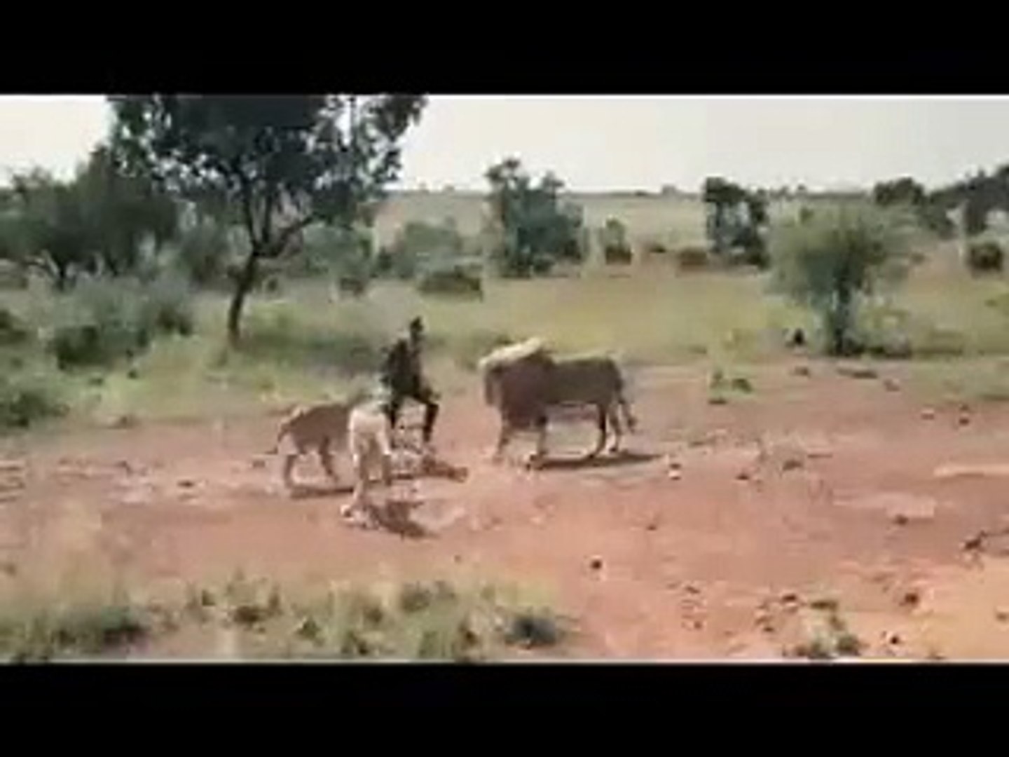 Lion Sports