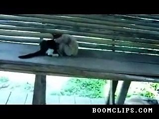 Monkey Plays funny clips