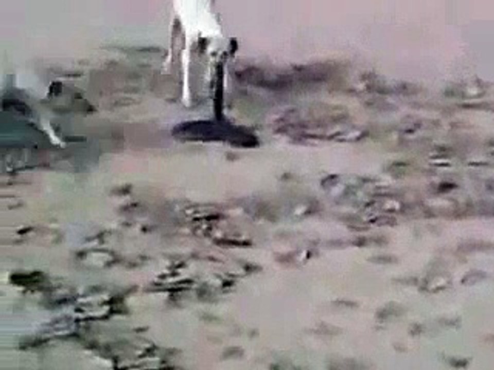 Dogs and Snake Fight - Snake Killed by Dogs at last