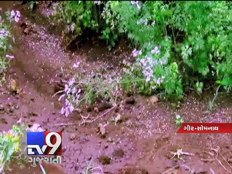 Unseasonal rains disrupt normal life, damage crops in Gir-Somnath - Tv9 Gujarati