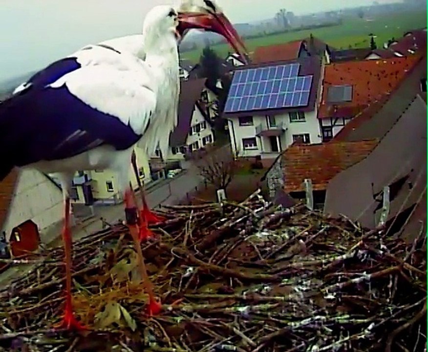 22.01,15  Premiers préparatifs / Erste Vorbereitungen