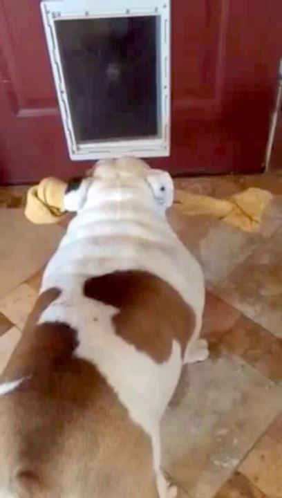 Un Bulldog a des soucis avec son os géant