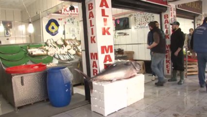 Sardalya Avında 150 Kilogramlık Orkinos Yakaladılar