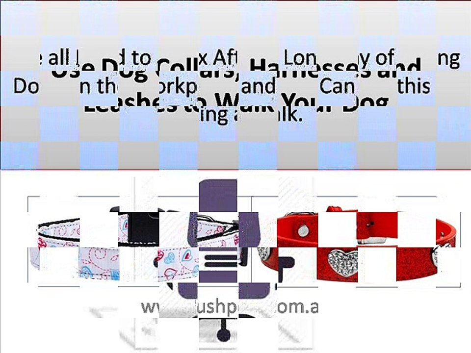 Using  Dog Collars, Harnesses and Leashes to Walk Your Dog