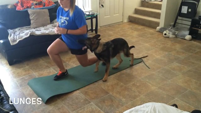 German Shepherd works out with owner