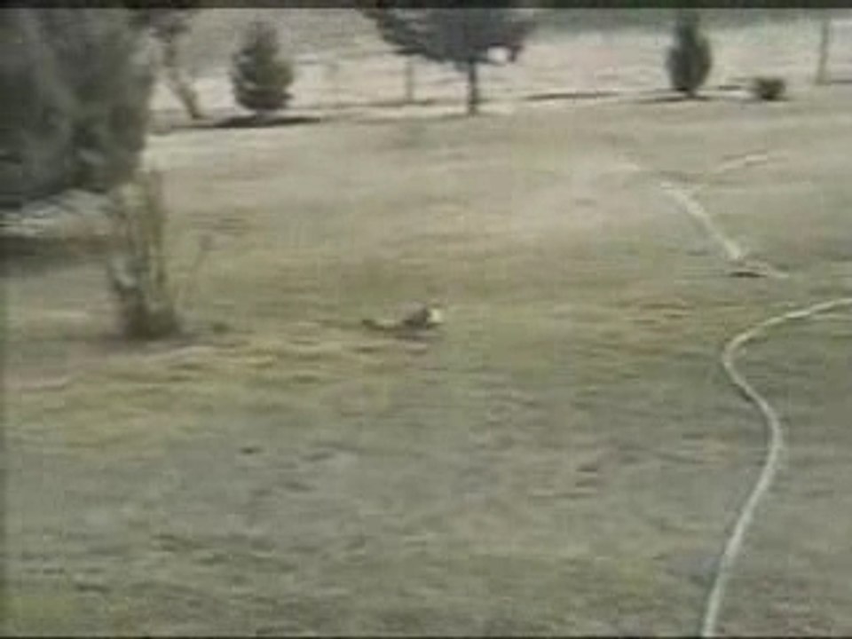 Rabbit-vs-snake