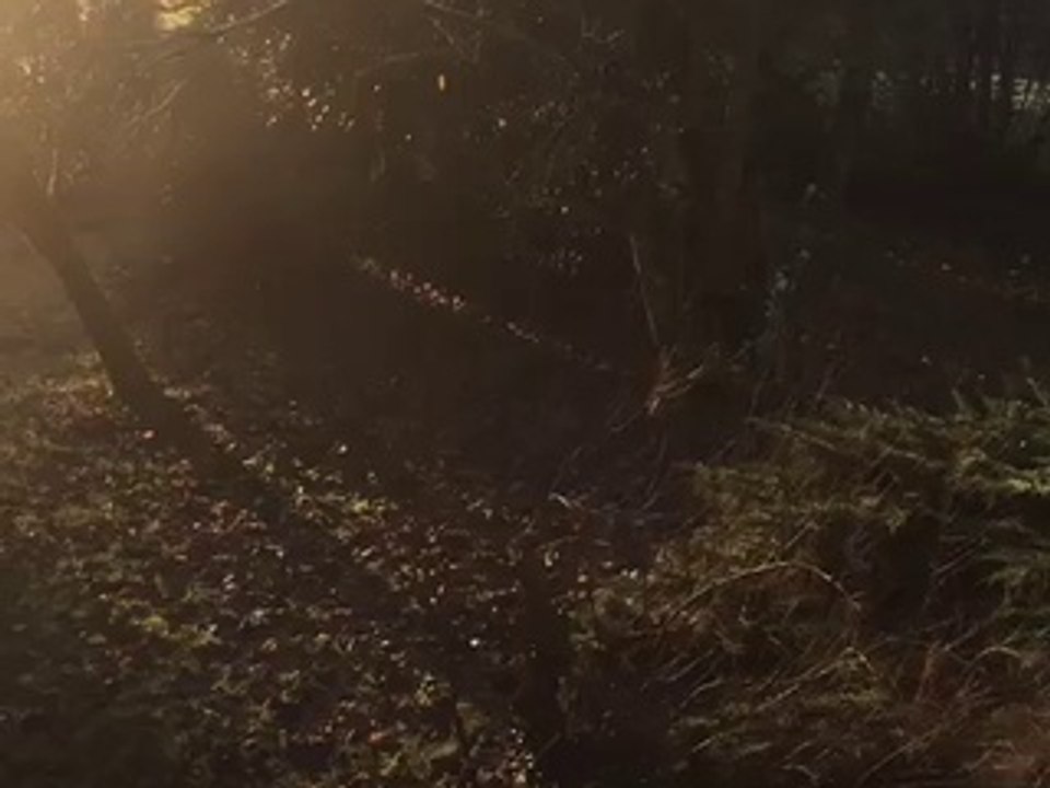 Jardin sous la gelée