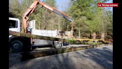 Perret (22). Forêt de Quénécan : un arbre comme mât de l'Indomptable !