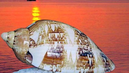 Cugini di Campagna - Conchiglia bianca -