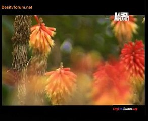 Animal Strategies 23rd January 2015 Video Watch Online Pt1